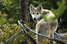 wolf in forest