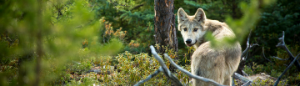 wolf in forest